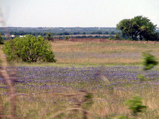 bluebonnets from the Amtrak. The Zen of Traveling Retired: The Karma of Traveling With Family