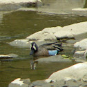 Blue-winged Teal