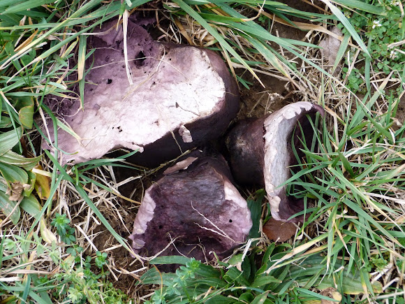 Spotting Image 1