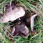 Purple spored puffball