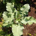 Di Ciccio Broccoli 