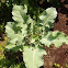Di Ciccio Broccoli 