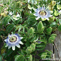Passiflora caerulea
