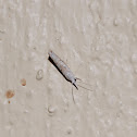Moth?