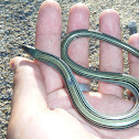 Víbora de cristal verde