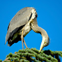 Grey Heron