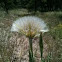 Salsify