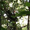 Pileated Woodpecker