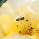 Common Oblique Syrphid