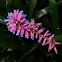 Aechmea