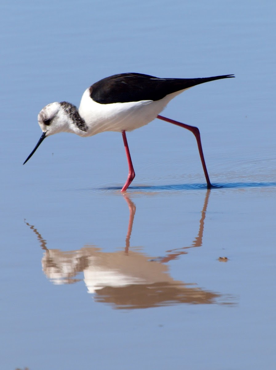 Black-winged Stilt