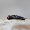 Red-tailed Flesh Fly