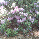 Rhododendron