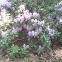 Rhododendron