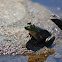 Bullfrog