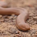 Rubber boa