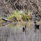 wood duck
