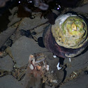 Black turban