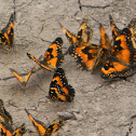 Bordered Patch