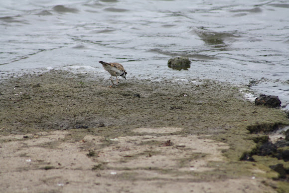 Spotting Image 1