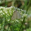 Greenish-Yellow Sitochroa Moth