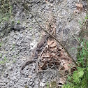 Northern Water Snake