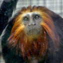 Golden-headed Lion Tamarin