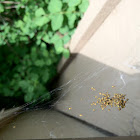 Baby spiders
