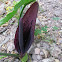 Arum