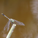 Green Skimmer