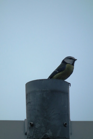 Spotting Image 1