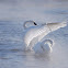 Trumpeter Swan