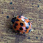 Lady Bug
