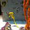 Lined Seahorse