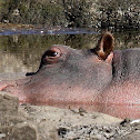 Hippopotamus