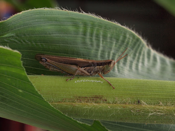 Spotting Image 1