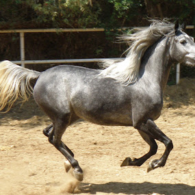 by Yasmin Kader - Animals Horses
