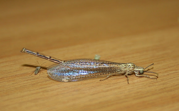 Spotting Image 1