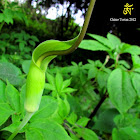 Whipcord Cobra Lily