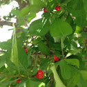 Possumhaw