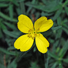 Evening Primrose