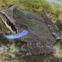 Baja California Treefrog