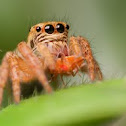 Jumping Spider