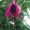 Fuschia