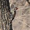 Black-rumped Flameback