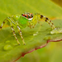 Epeus Indicus(Female)