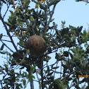 Canyon Live Oak Gall