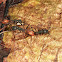 Army Ants