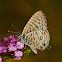Lampides boeticus