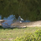 Blue heron